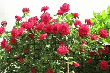 flores jigsaw puzzle