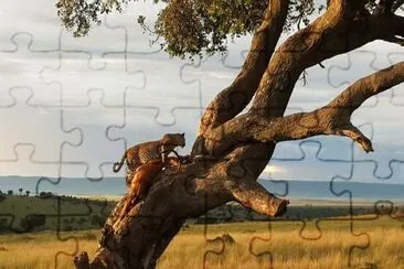 ×¢×¥ jigsaw puzzle