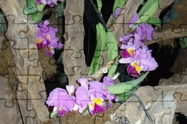orquÃ­deas jigsaw puzzle