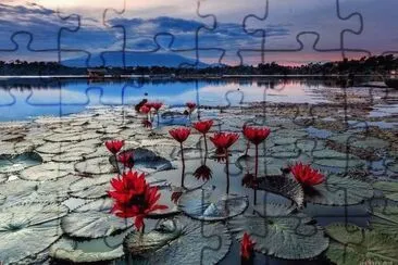 Seerosen jigsaw puzzle