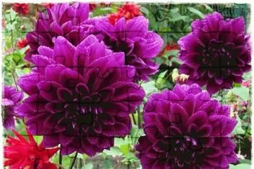 dalias jigsaw puzzle