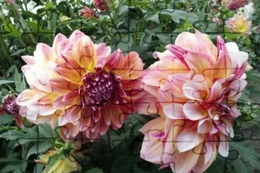 dalias jigsaw puzzle