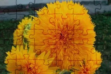 dalias jigsaw puzzle