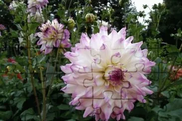 dalias jigsaw puzzle