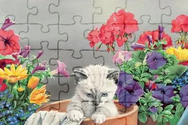 gato