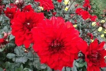 dalias jigsaw puzzle