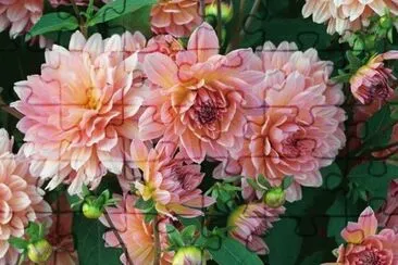 dalias jigsaw puzzle