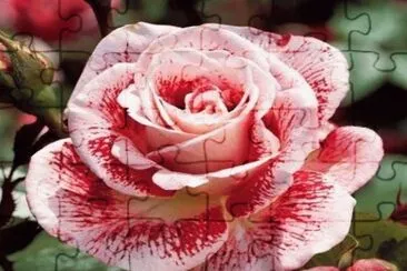 rosas jigsaw puzzle