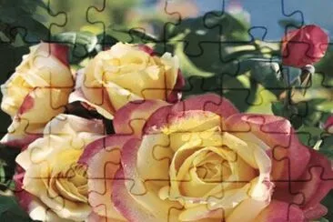 rosas jigsaw puzzle