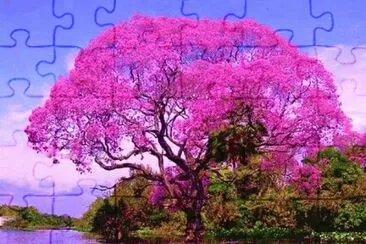 Natureza