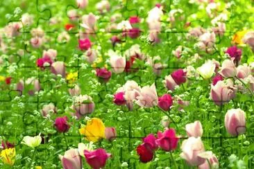 tulipanes jigsaw puzzle