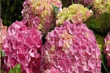 hortencia jigsaw puzzle