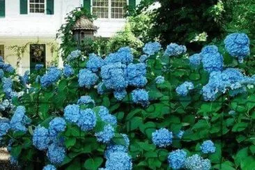 hortencia jigsaw puzzle