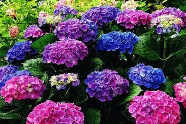 hortencia jigsaw puzzle
