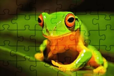 ranita jigsaw puzzle