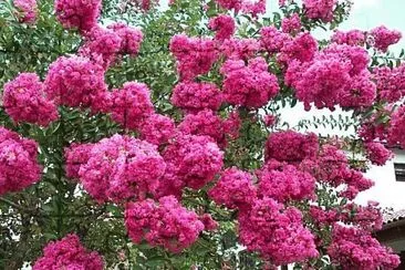 tulipas