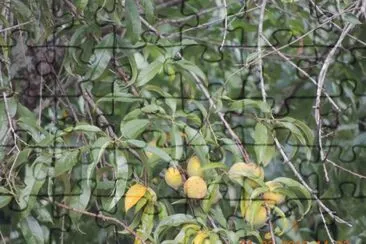 Pessegueiro jigsaw puzzle