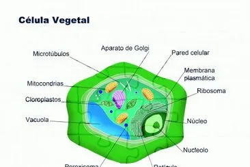 CÃ©lula Vegetal