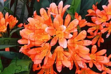 clÃ­via jigsaw puzzle
