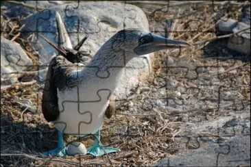 פאזל של En las Islas GalÃ¡pagos. Ecuador