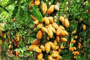 FRUTAS