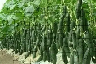 legumes
