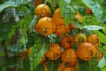 FRUTAS jigsaw puzzle