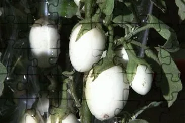 legumes