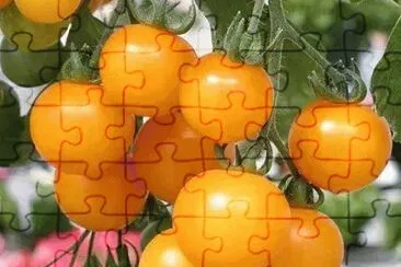 legumes