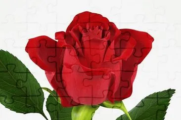 rosas jigsaw puzzle