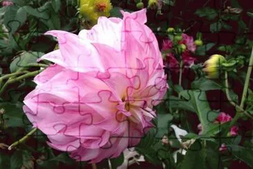 rosas jigsaw puzzle