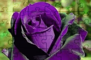rosas jigsaw puzzle
