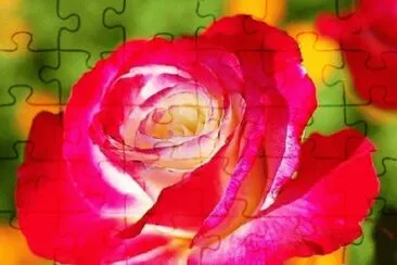 rosas jigsaw puzzle
