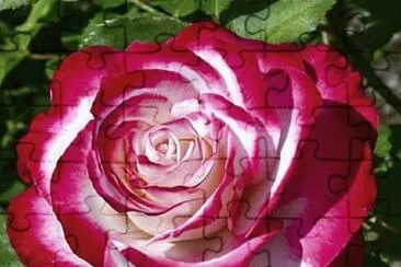 rosas jigsaw puzzle