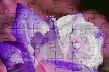rosas jigsaw puzzle