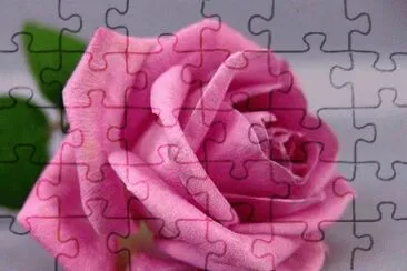 rosas jigsaw puzzle