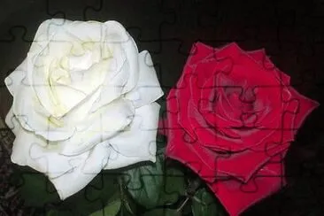 rosas