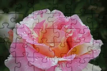 rosas