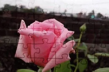 פאזל של rosas
