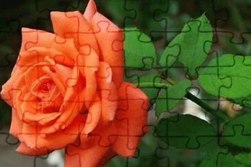 פאזל של rosas