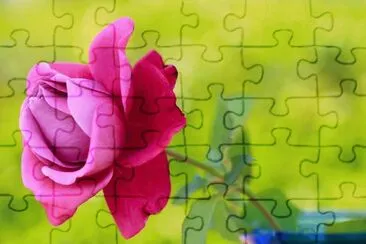 פאזל של rosas