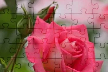 פאזל של rosas