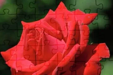 rosas