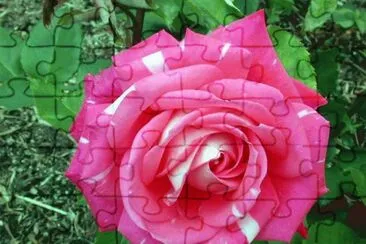 rosas