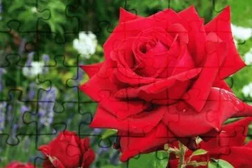 rosas