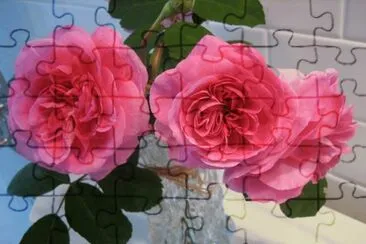 rosas