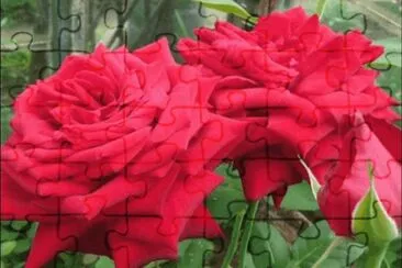 rosas