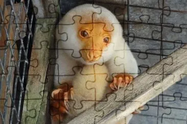 Cuscus Malhado - Marsupial