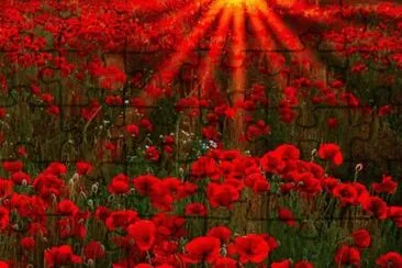 tulipas