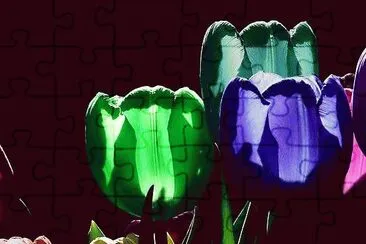 tulipas